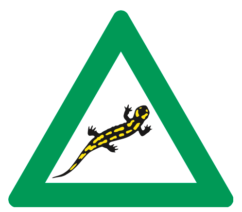 Achtung Feuersalamander